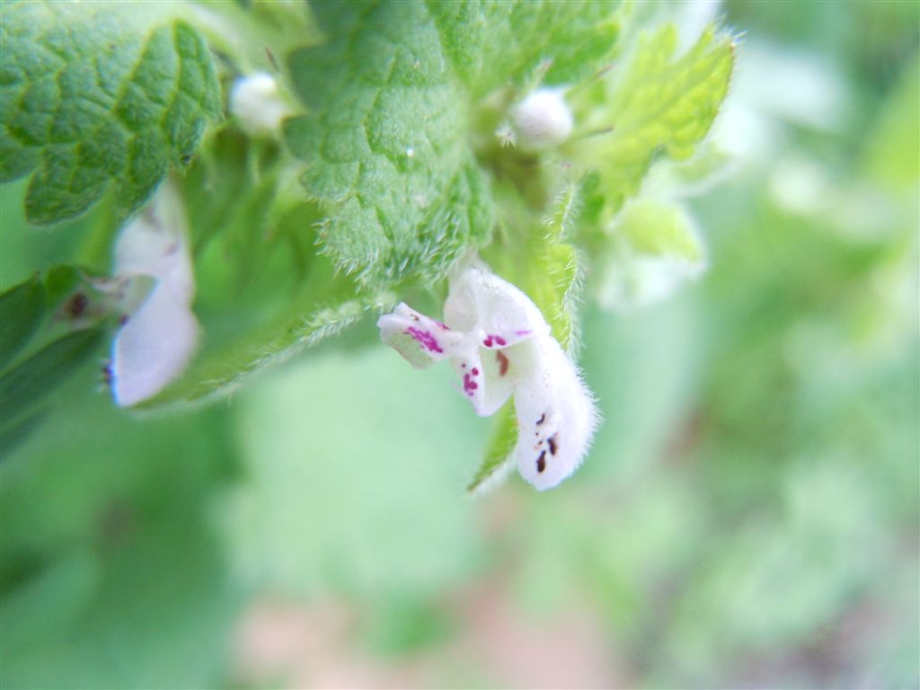 Fiorellini da identificare - Lamium purpureum